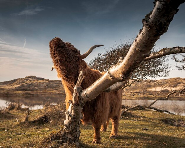 Foto hochlandrinder auf dem feld