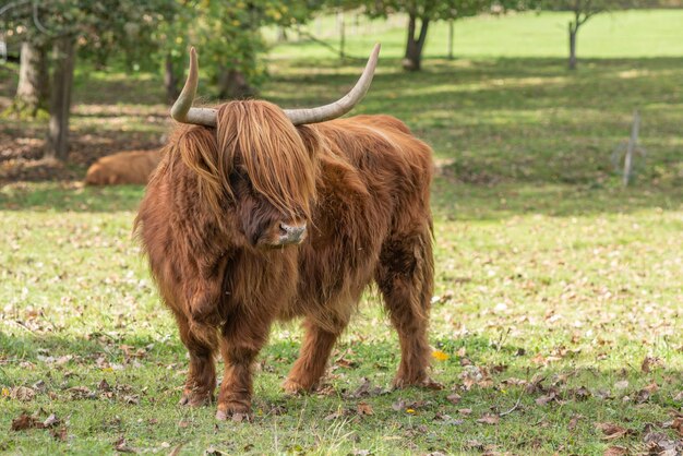 Hochlandrinder auf der Weide im Frühherbst