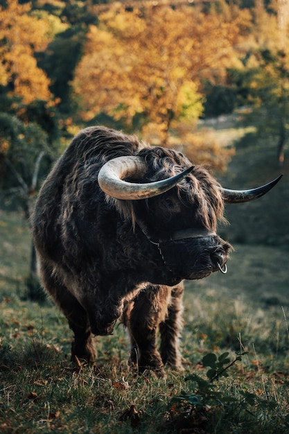 Hochlandrinder stehen auf dem Land