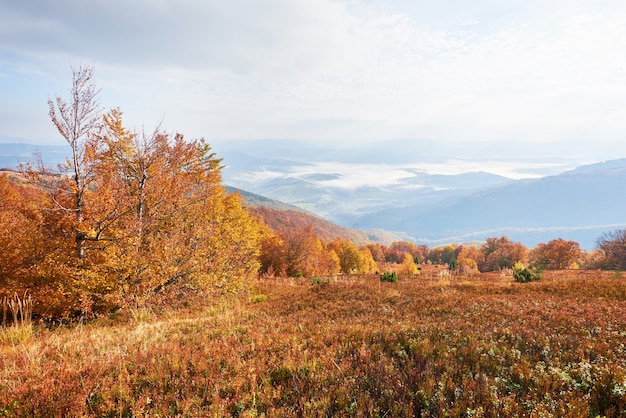 Hochlandvegetation bescheidener Sommer und ungewöhnlich schöne Farben blühen im Herbst