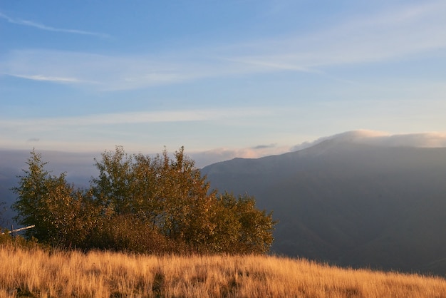 Hochlandvegetation bescheidener sommer und ungewöhnlich schöne farben blühen im herbst