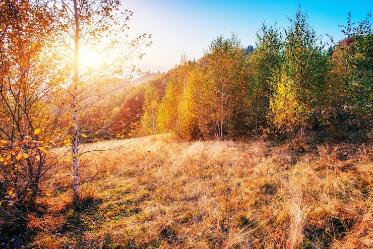 Foto hochlandvegetation bescheidener sommer und ungewöhnlich schöne farben blühen im herbst