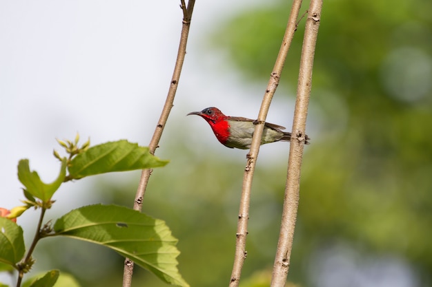 Hochrotes Sunbird (Aethopyga-siparaja) hockend auf einer Niederlassung in der Natur Thailand