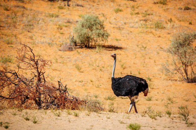 Hochwinkel-Vogelansicht auf die Landschaft