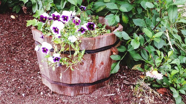 Foto hochwinkelansicht auf blumentopf im garten