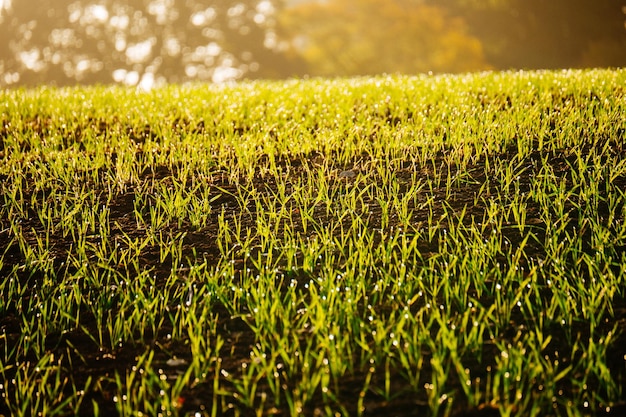 Hochwinkelansicht auf das Grasfeld