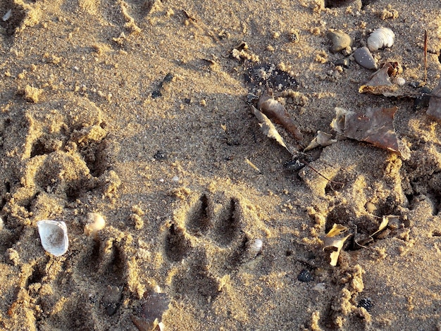 Foto hochwinkelansicht auf den sandstrand