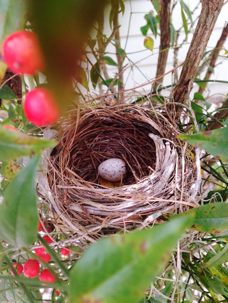 Hochwinkelansicht auf ein Ei im Nest auf einem Baum