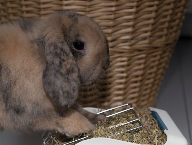 Hochwinkelansicht auf ein Kaninchen im Korb