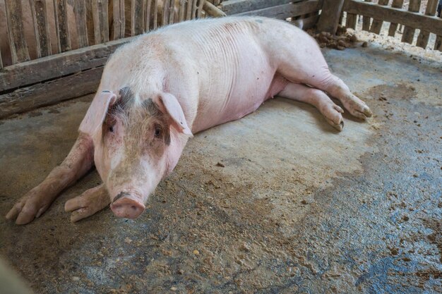 Foto hochwinkelansicht auf ein schwein, das auf einem bauernhof sitzt