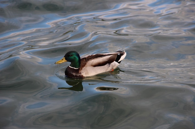 Hochwinkelansicht auf eine Mallardente, die im See schwimmt