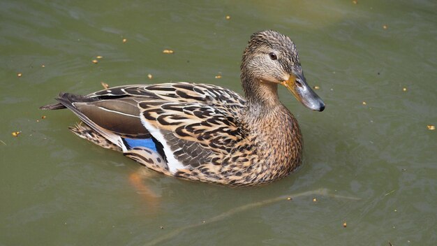 Foto hochwinkelansicht auf eine mallardente, die im see schwimmt