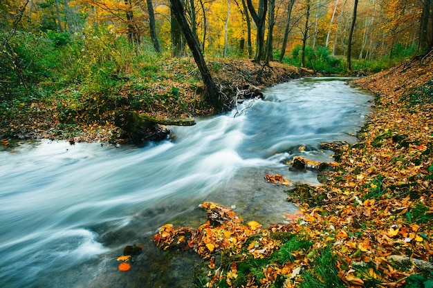 Hochwinkelansicht auf einen Bach im Wald im Herbst