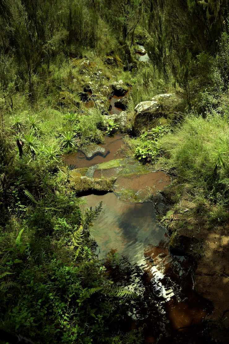 Foto hochwinkelansicht auf einen bach im wald