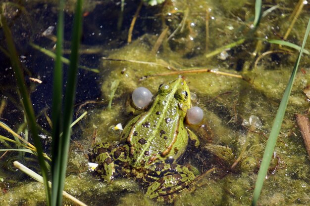 Foto hochwinkelansicht auf einen frosch im meer