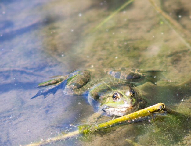 Foto hochwinkelansicht auf einen frosch im wasser