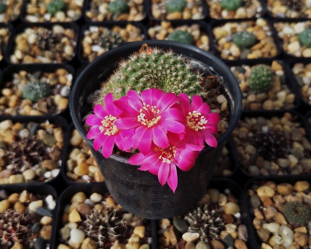 Foto hochwinkelansicht auf einen rosa blumentopf auf einer topfpflanze