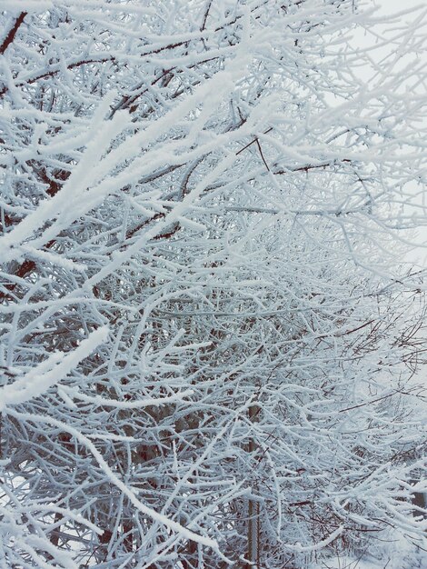 Foto hochwinkelansicht auf einen schneebedeckten baum