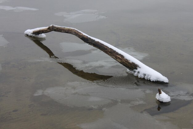 Foto hochwinkelansicht auf einen schneebedeckten zweig im wasser