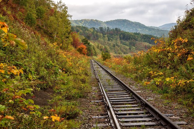 Hochwinkelansicht auf Eisenbahnschienen inmitten von Bäumen und Pflanzen