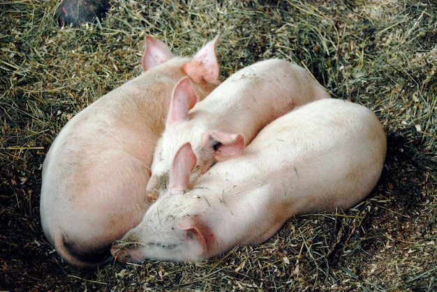 Hochwinkelansicht auf entspannende Ferchen