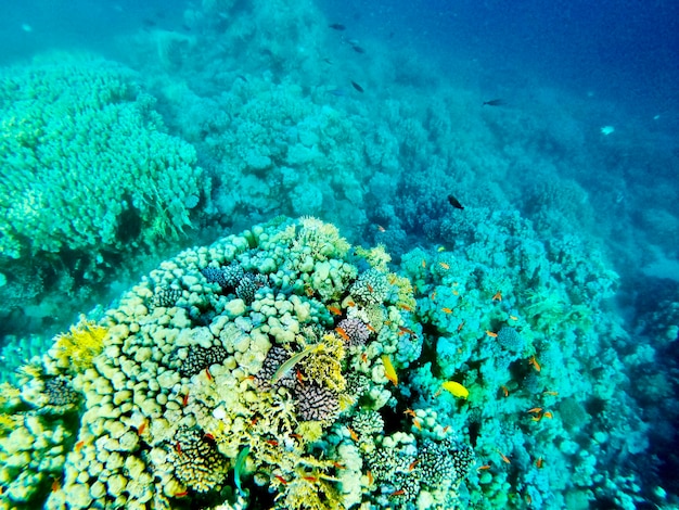 Foto hochwinkelansicht auf korallen im meer