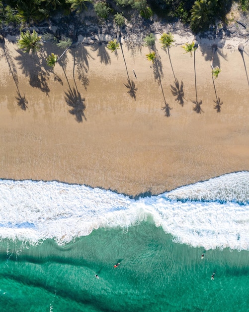 Hochwinkelansicht auf Meer und Bäume