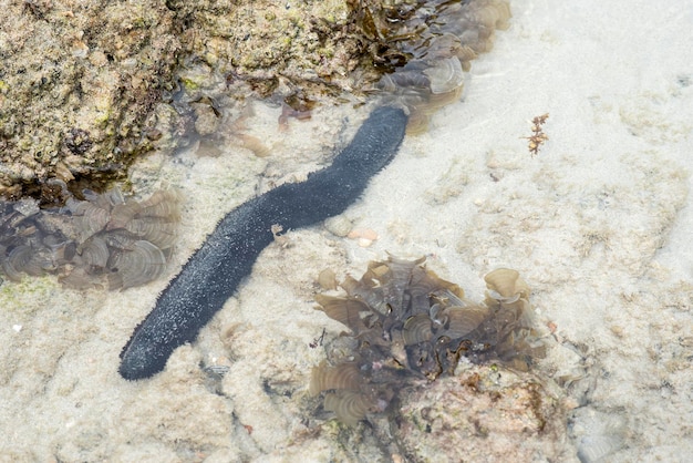 Hochwinkelansicht auf Meeresgurken im Meer