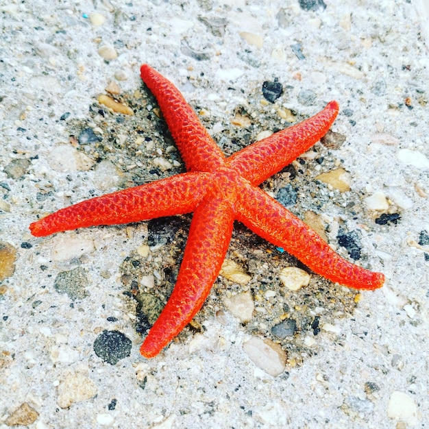 Hochwinkelansicht auf Meeressterne am Strand