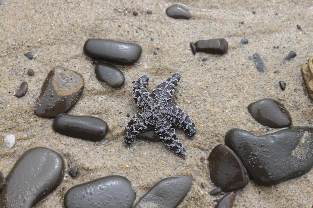 Foto hochwinkelansicht auf meeressterne am strand