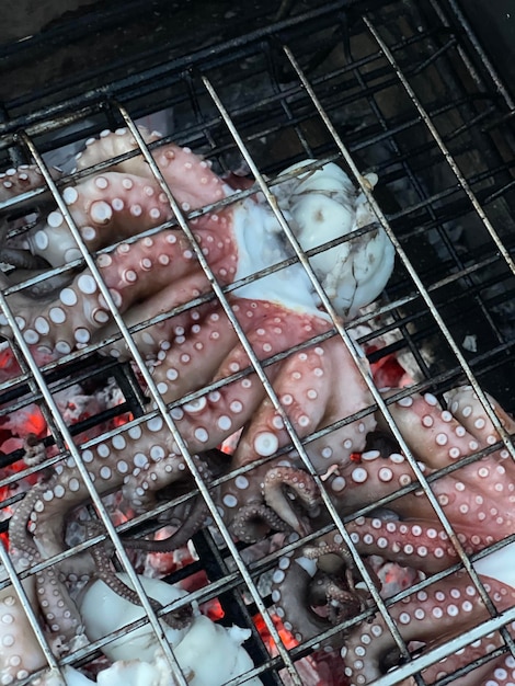 Foto hochwinkelansicht auf oktopusfutter