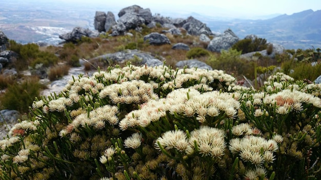 Foto hochwinkelansicht auf weiße blumen, die auf dem feld wachsen