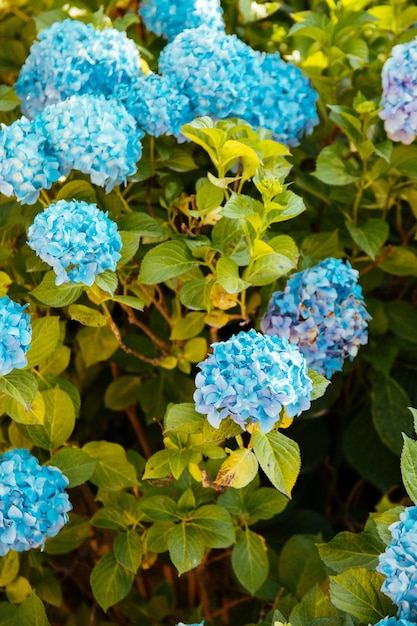 Hochwinkelansicht der blauen Hortensia