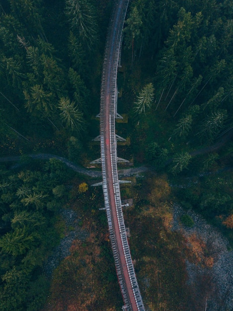 Hochwinkelansicht der Brücke inmitten des Waldes