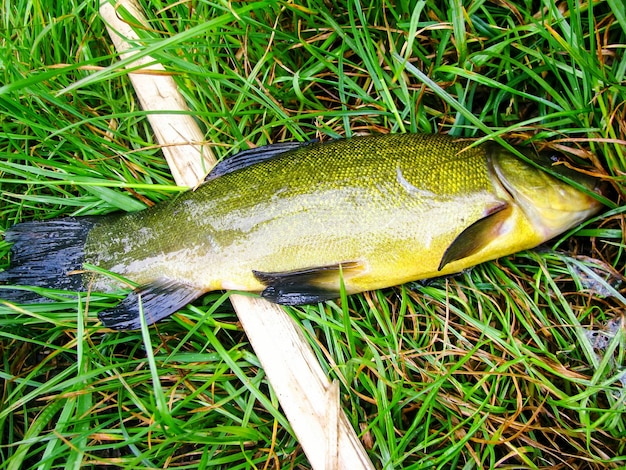 Foto hochwinkelansicht der fische auf dem feld