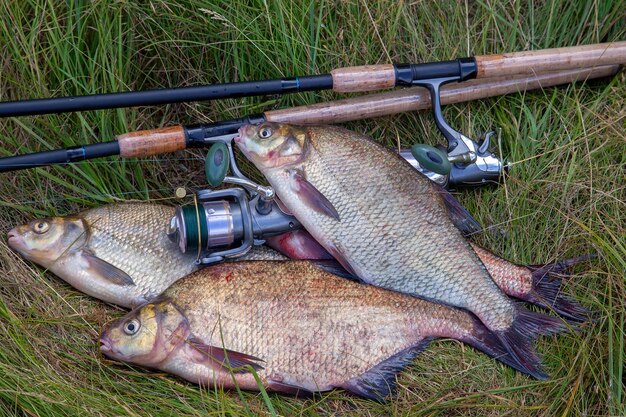 Foto hochwinkelansicht der fische auf dem feld