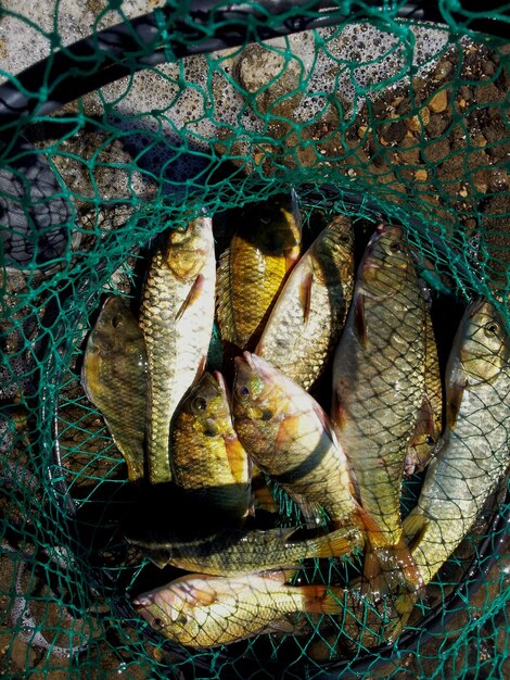 Hochwinkelansicht der Fische im Netz