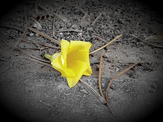 Foto hochwinkelansicht der gelben blume