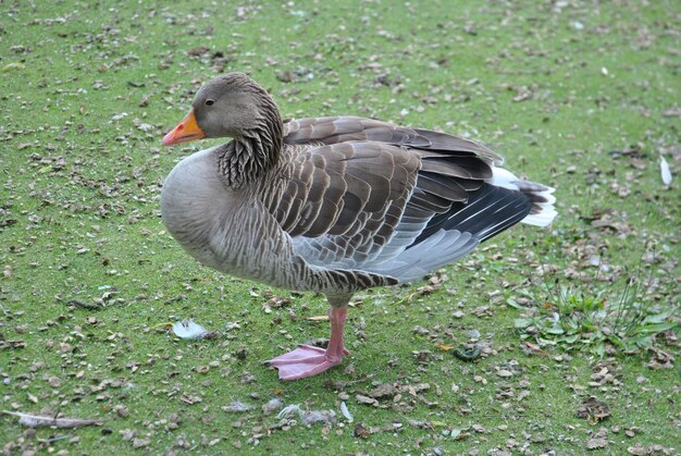 Foto hochwinkelansicht der greylag-gans auf dem feld