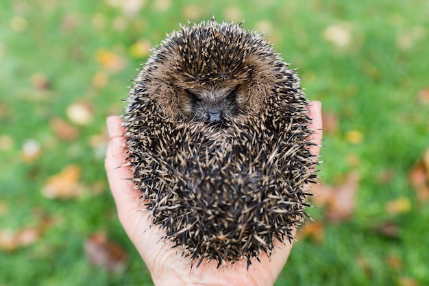 Foto hochwinkelansicht der hand, die einen jungen igel hält