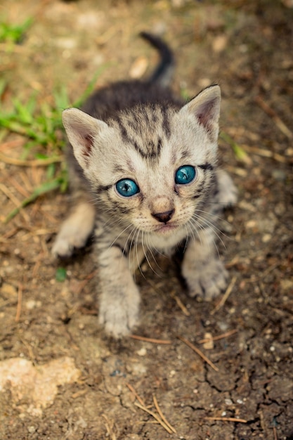 Hochwinkelansicht der Katze auf dem Feld