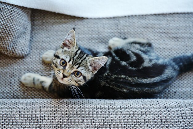 Hochwinkelansicht der Katze auf dem Sofa