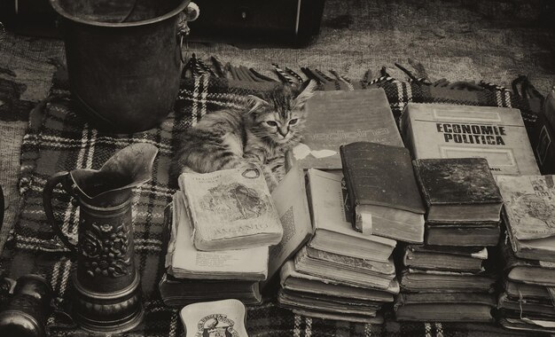 Hochwinkelansicht der Katze, die von Büchern auf der Decke liegt