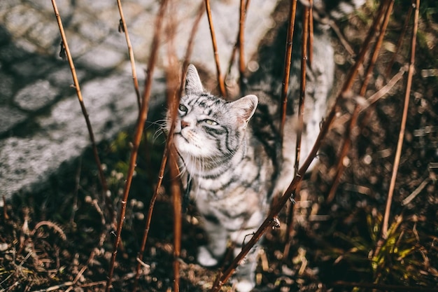 Hochwinkelansicht der Katze von der Pflanze auf dem Feld