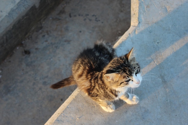 Hochwinkelansicht der Katze