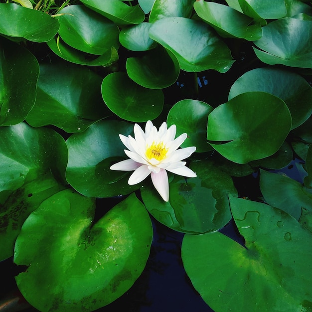 Foto hochwinkelansicht der lotus-wasserlilie, die im teich blüht