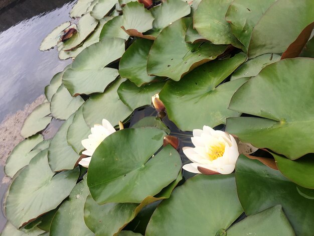 Foto hochwinkelansicht der lotus-wasserlilie