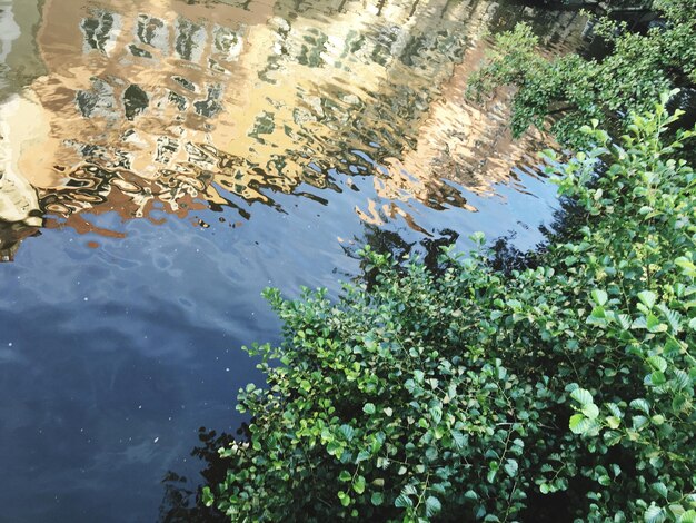 Foto hochwinkelansicht der reflexion des baumes in der pfütze