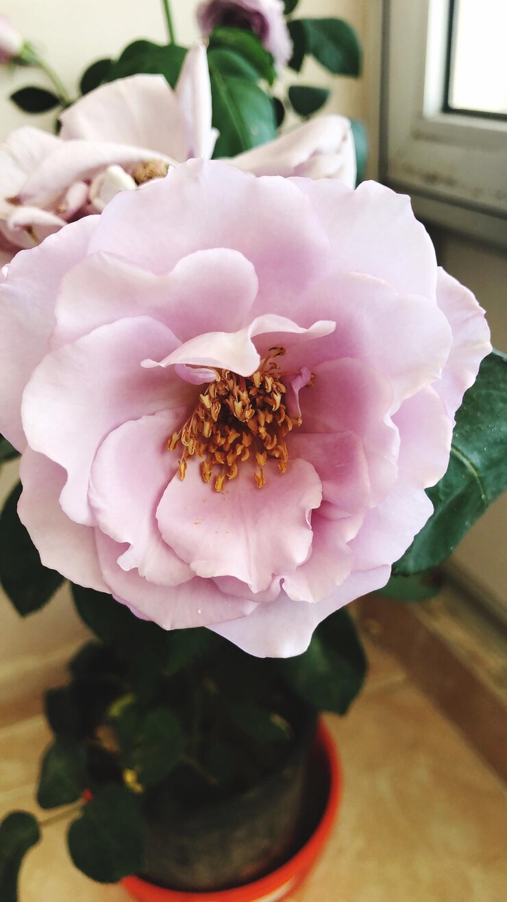 Foto hochwinkelansicht der rosa rosenblume auf dem tisch