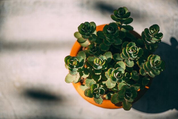 Foto hochwinkelansicht der rosenpflanze auf dem tisch